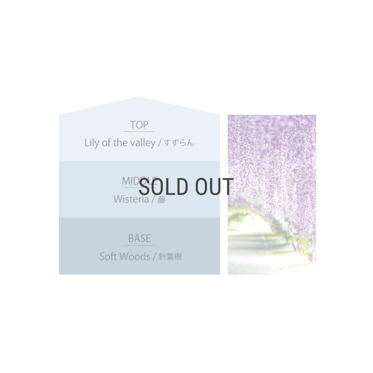 画像5: 【Ashleigh & Burwood】アシュレイ＆バーウッド　フレグランスオイル　ウィステリア　＆　ホワイトウッド　500ml　Wisteria & White woods　イギリス (5)