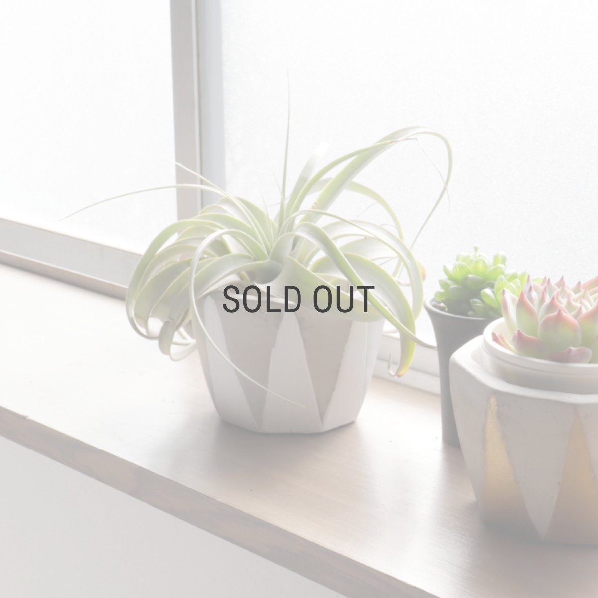 画像7: 【FARM】Dino 7 ディノ７　セメント　鉢カバー　 ホワイト　White (7)