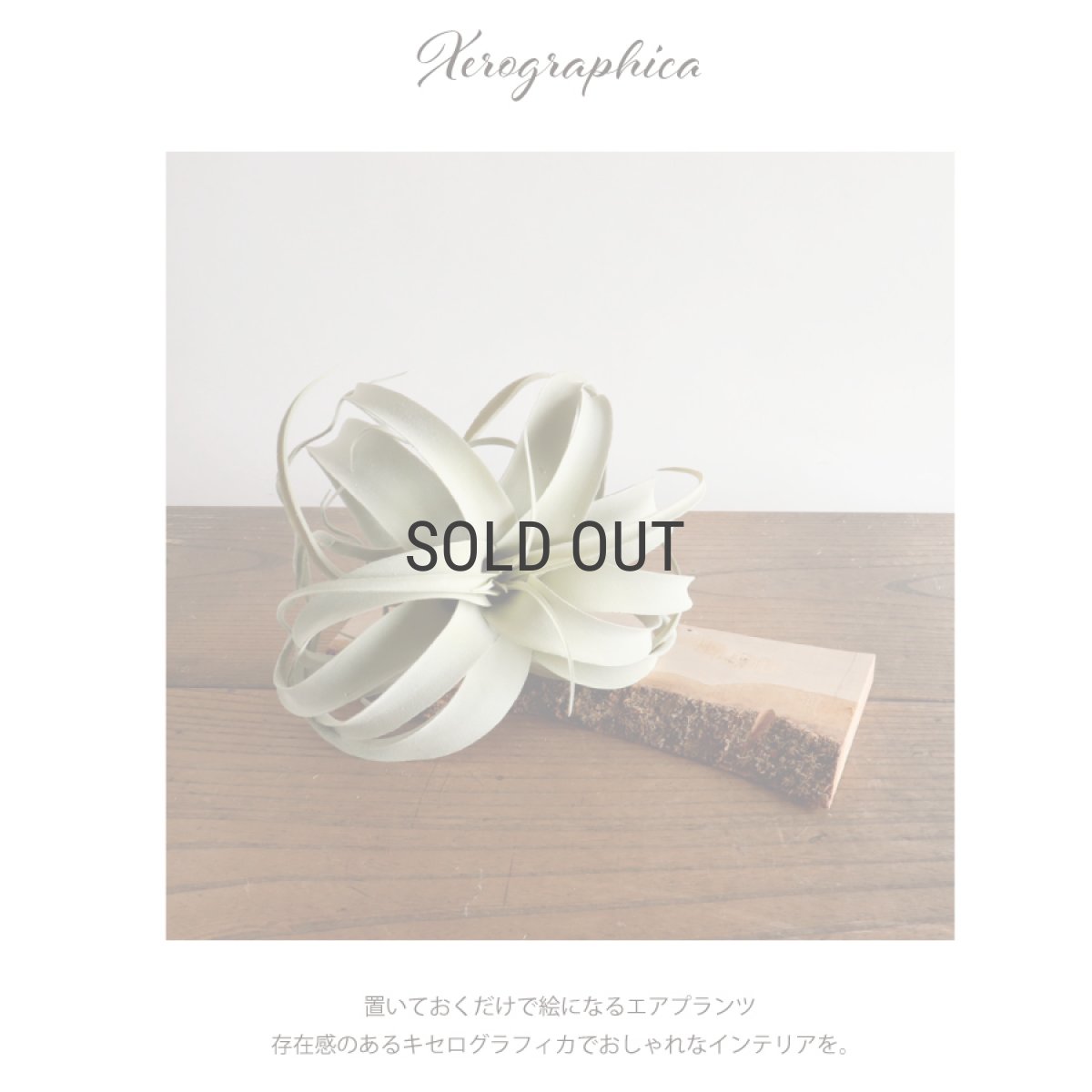 画像2: 【 asca 】キセログラフィカ　エアプランツ　造花　フェイクフラワー　アーティフィシャルフラワー　アスカ (2)