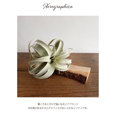 画像2: 【 asca 】キセログラフィカ　エアプランツ　造花　フェイクフラワー　アーティフィシャルフラワー　アスカ (2)