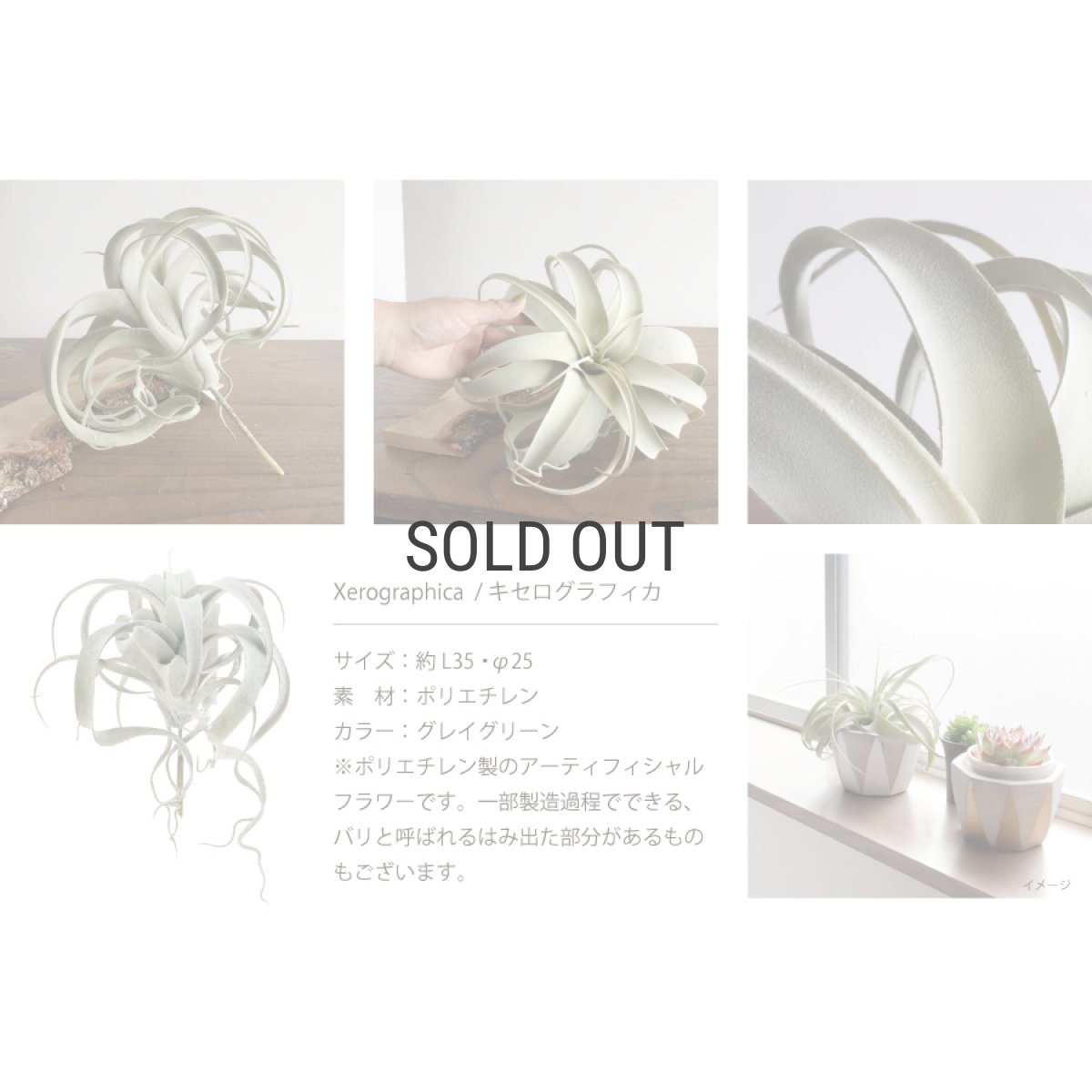 画像3: 【 asca 】キセログラフィカ　エアプランツ　造花　フェイクフラワー　アーティフィシャルフラワー　アスカ (3)