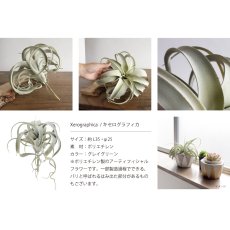 画像3: 【 asca 】キセログラフィカ　エアプランツ　造花　フェイクフラワー　アーティフィシャルフラワー　アスカ (3)